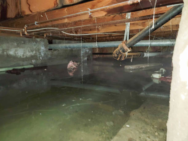 Best Professional water damage repair  in Eutaw, AL