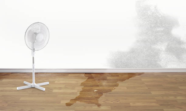 Best Basement water damage restoration  in Eutaw, AL